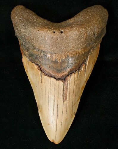 Bargain Megalodon Tooth - North Carolina #15748